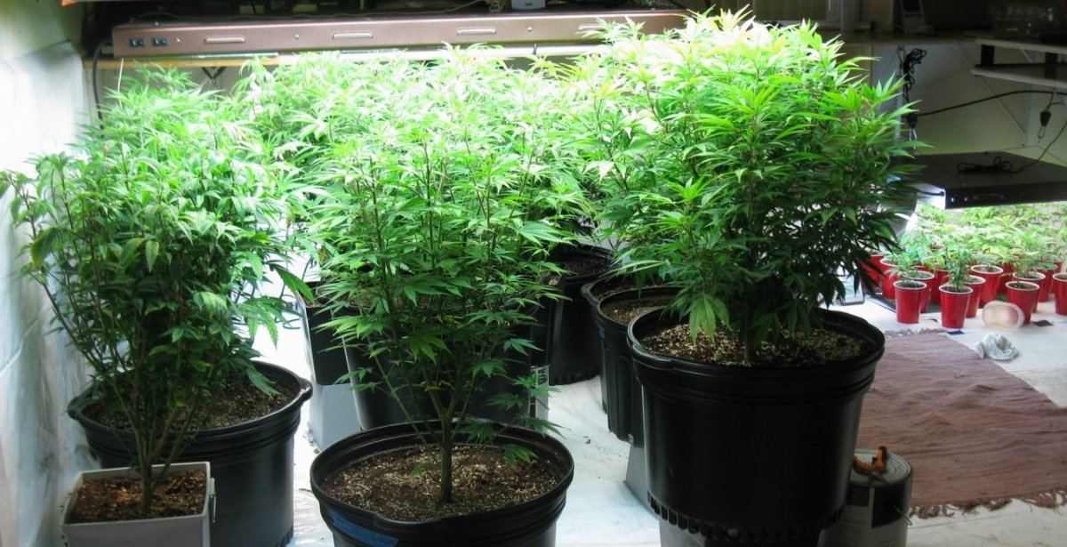 Veg 9 22