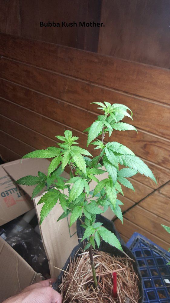 Veg 9