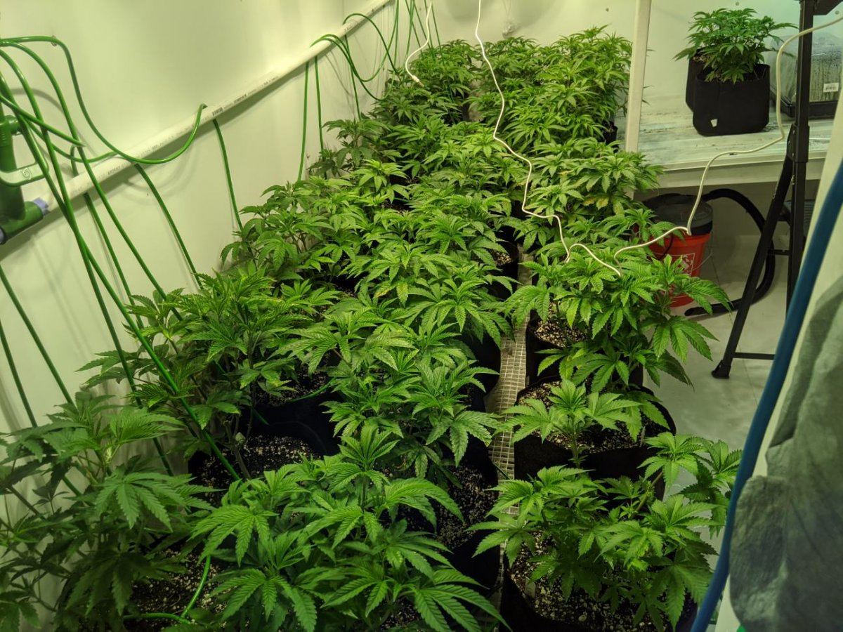 Veg bloom help sos 5