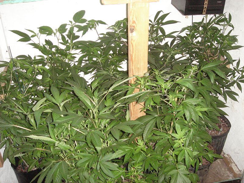 VEG BOX