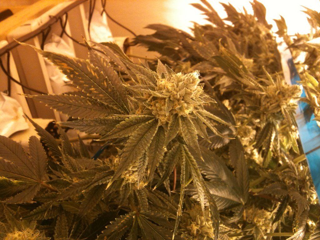VegFlwr Rooms 088