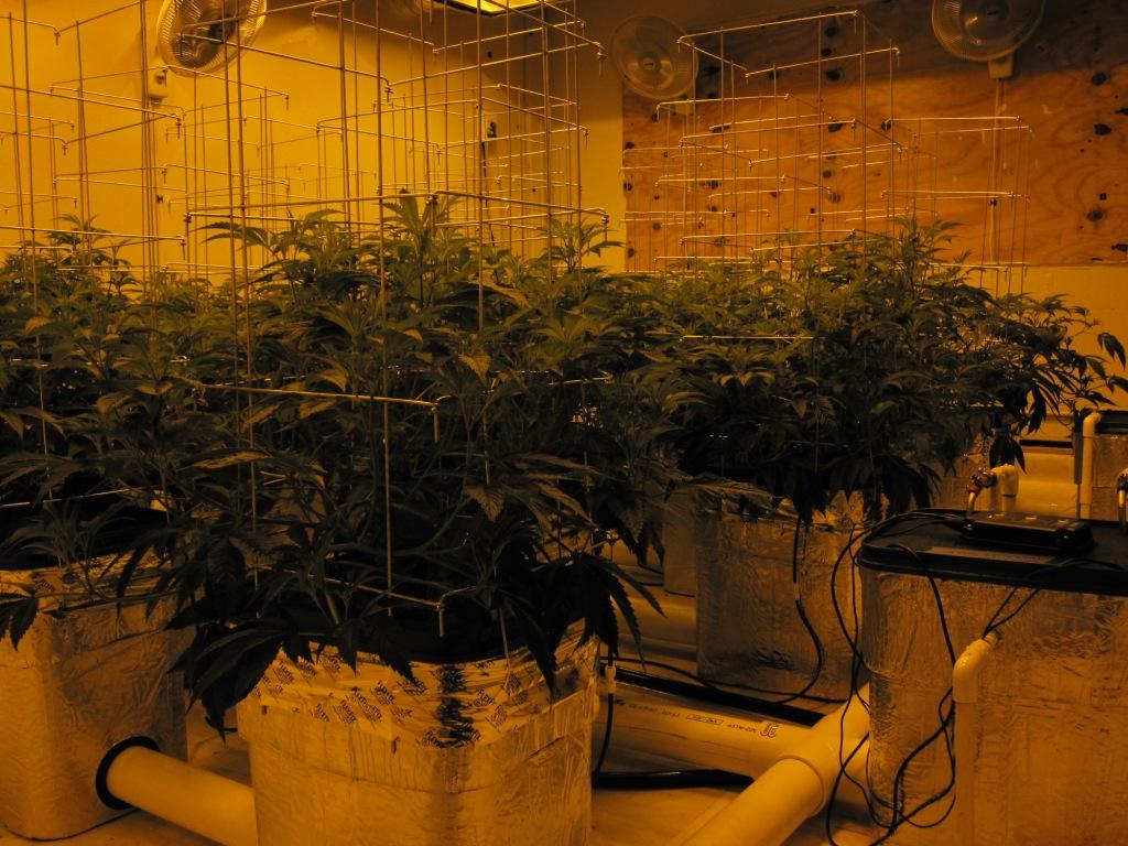 VegFlwr Rooms 204