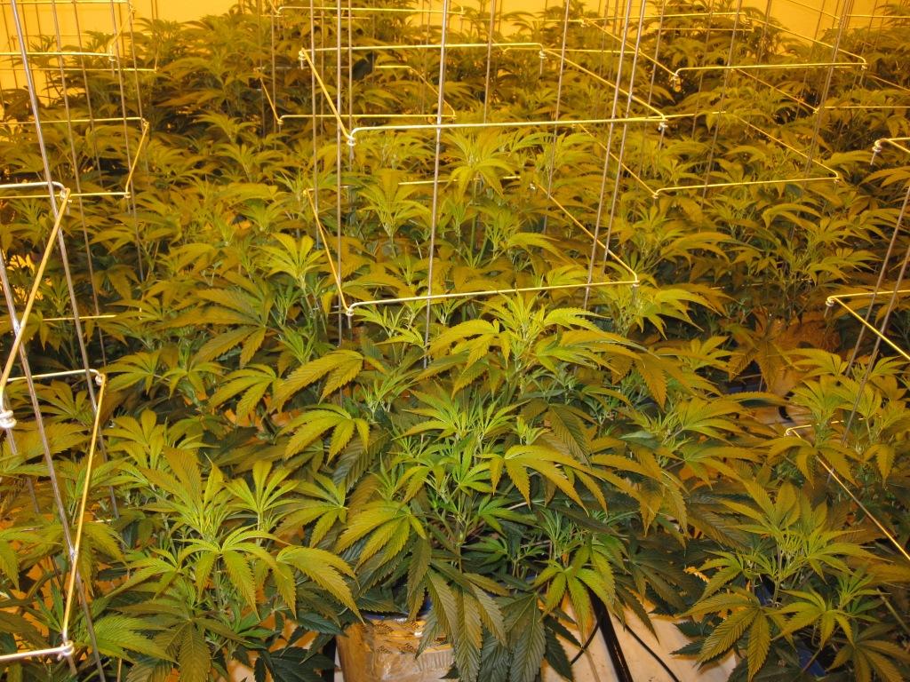 VegFlwr Rooms 227