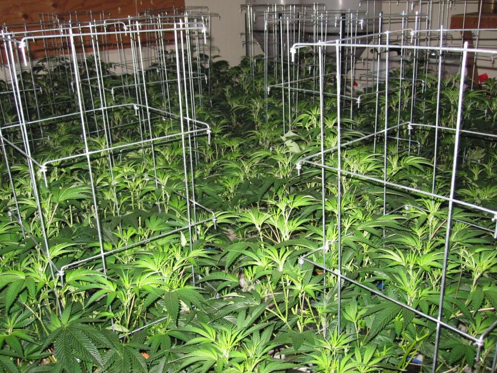 VegFlwr Rooms 230