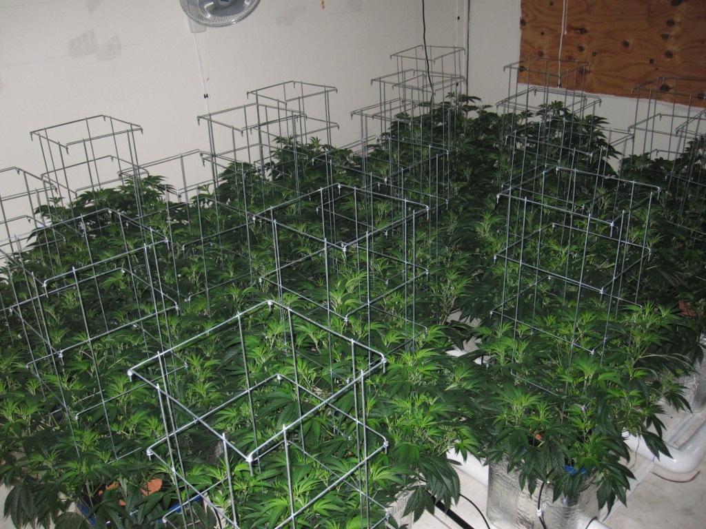 VegFlwr Rooms 231