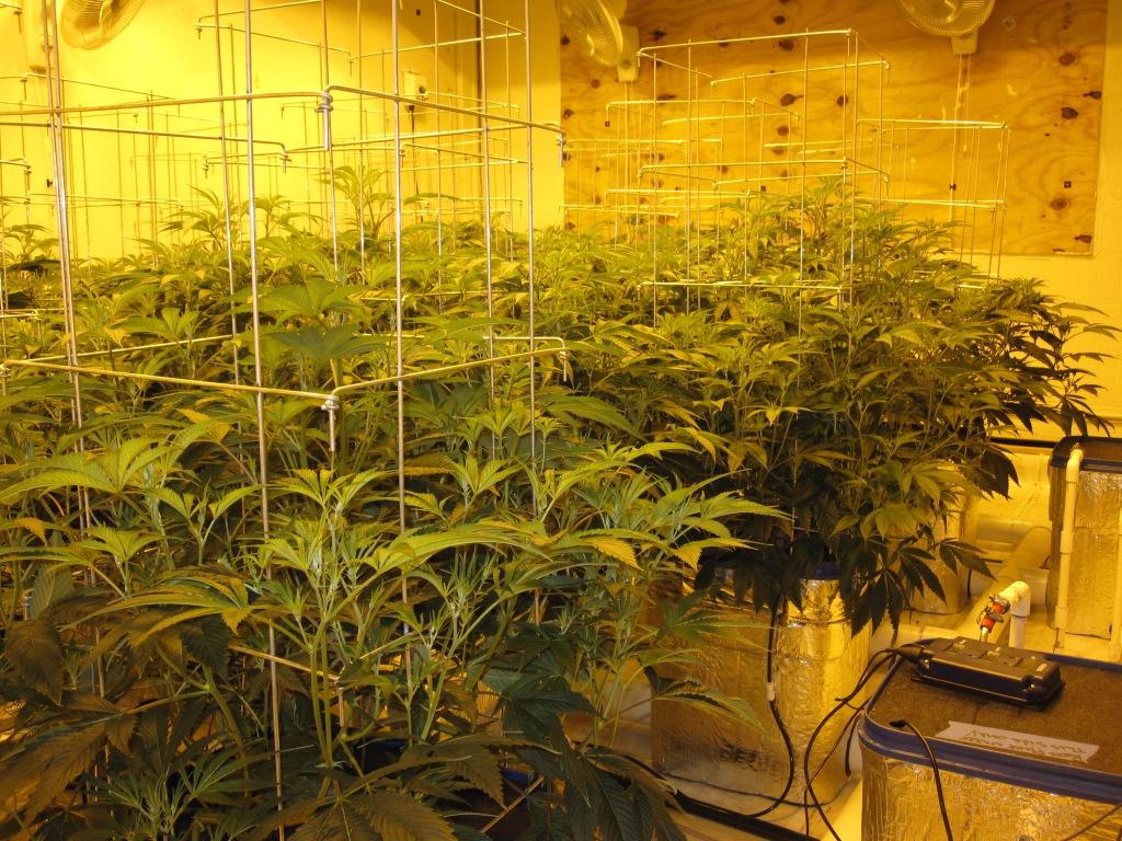 VegFlwr Rooms 239