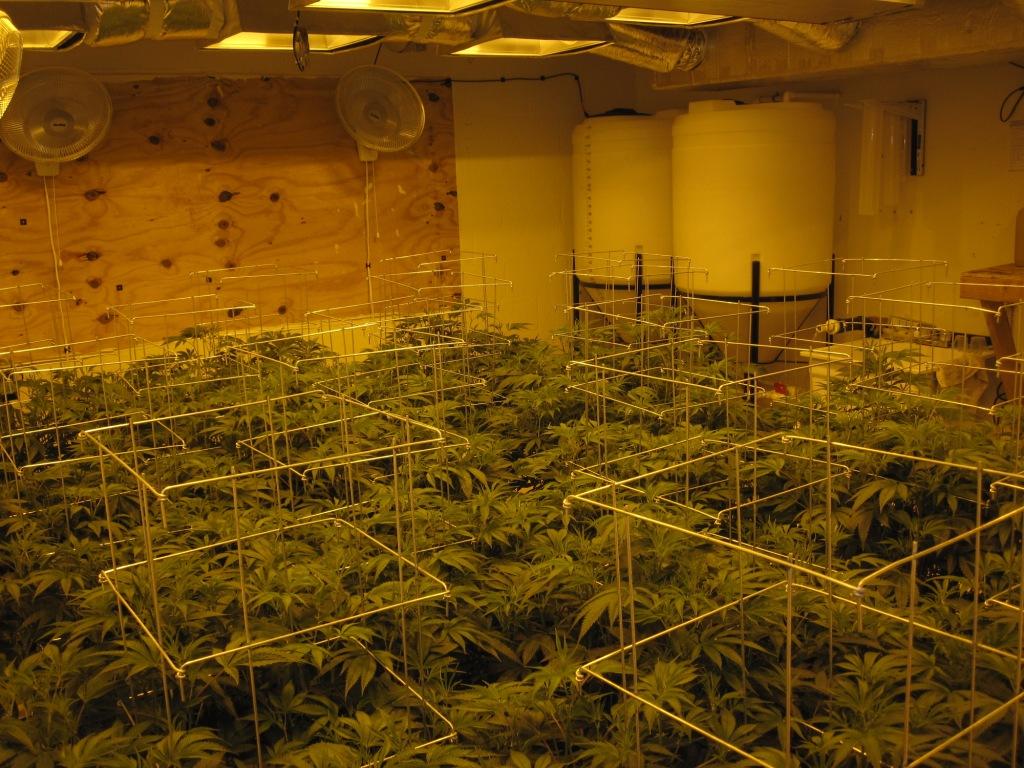 VegFlwr Rooms 240