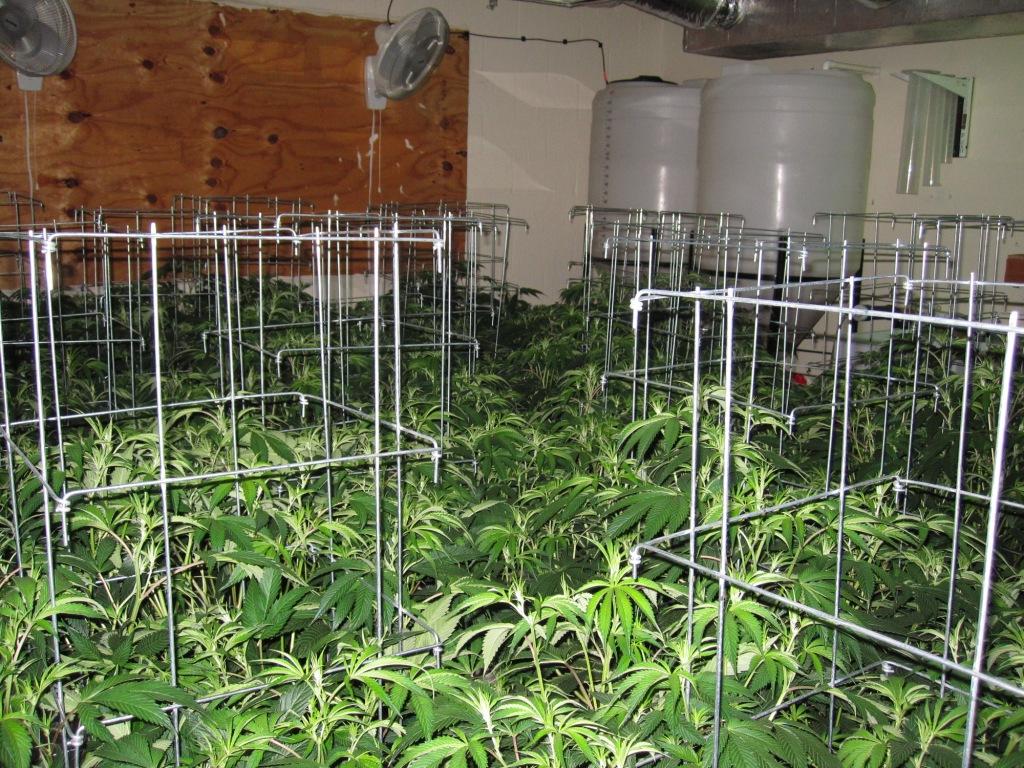 VegFlwr Rooms 241