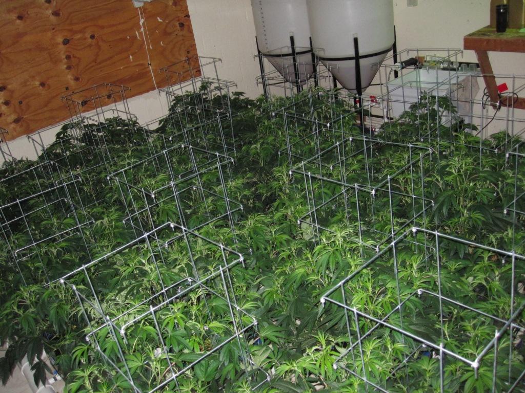 VegFlwr Rooms 242