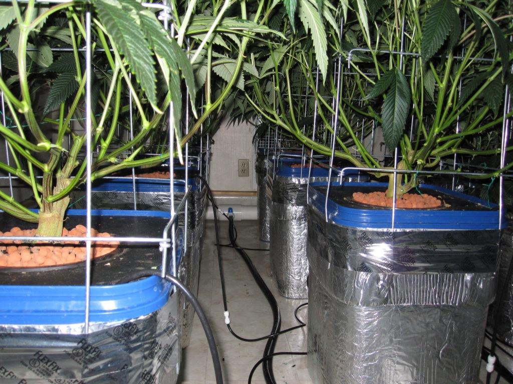 VegFlwr Rooms 250