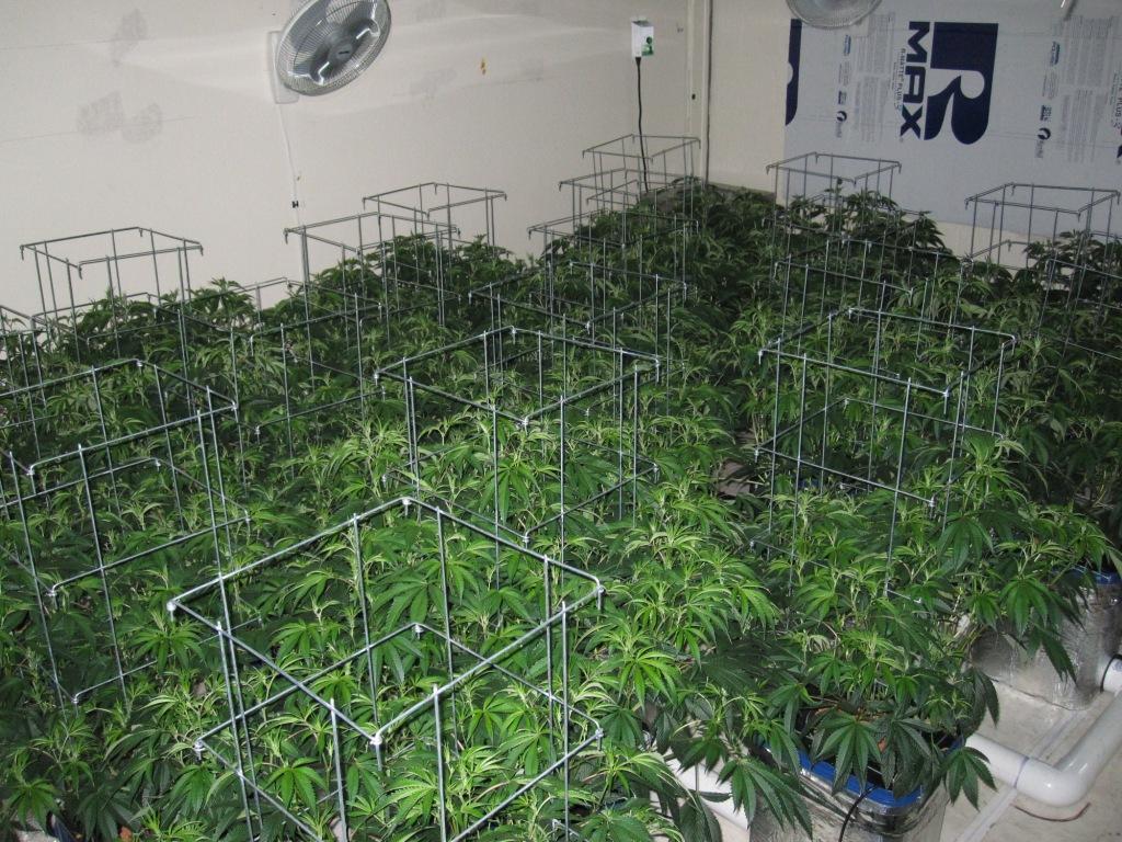 VegFlwr Rooms 257