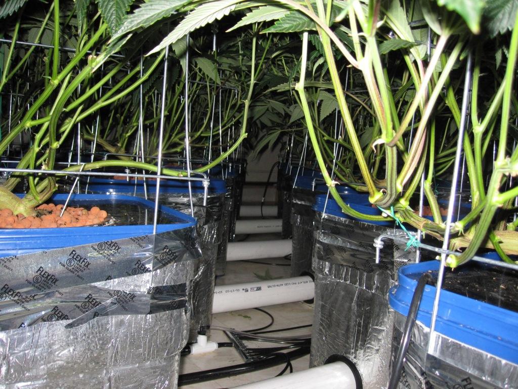 VegFlwr Rooms 258