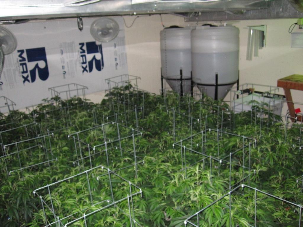 VegFlwr Rooms 259