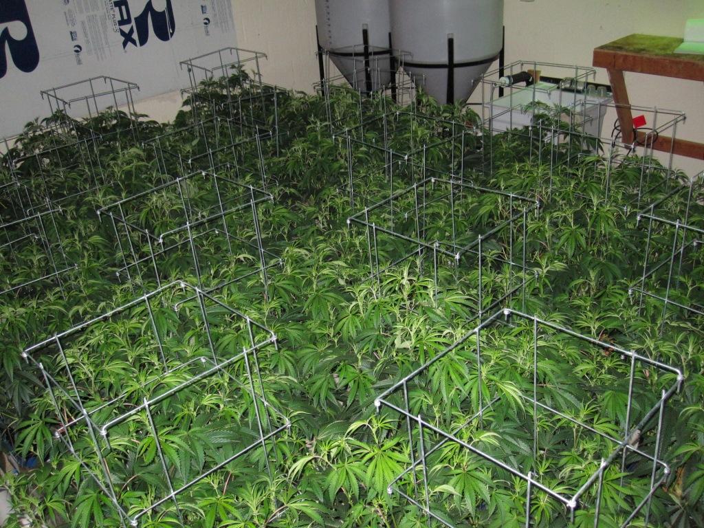 VegFlwr Rooms 260