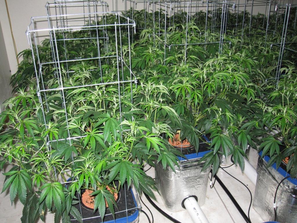 VegFlwr Rooms 263