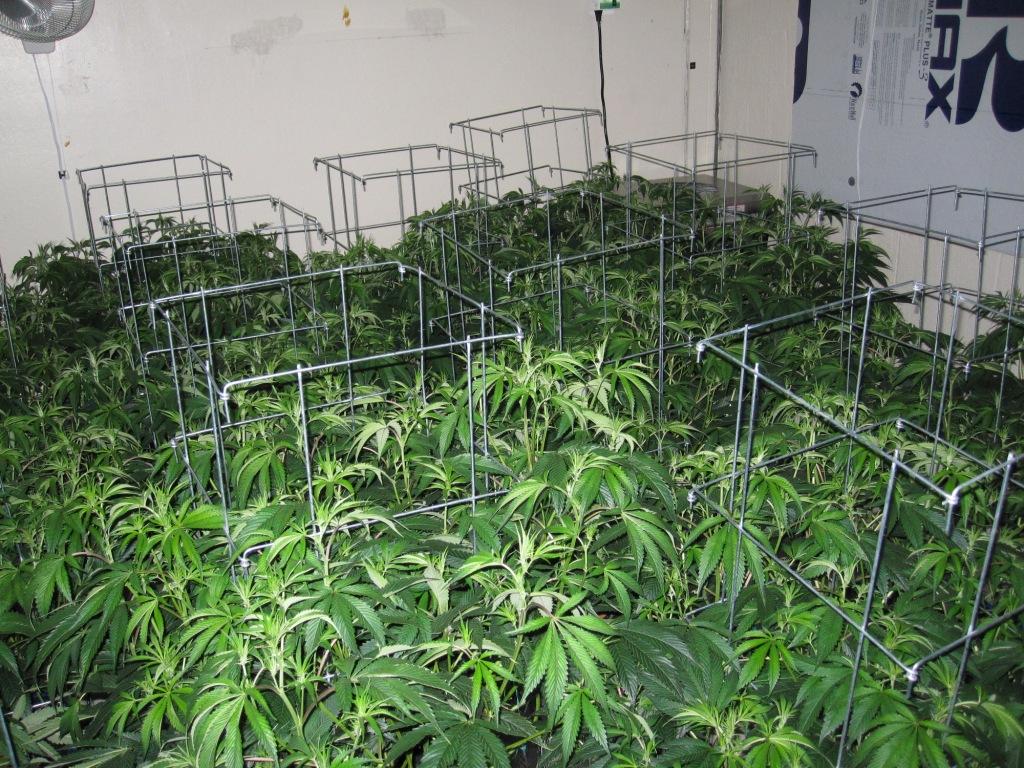 VegFlwr Rooms 264