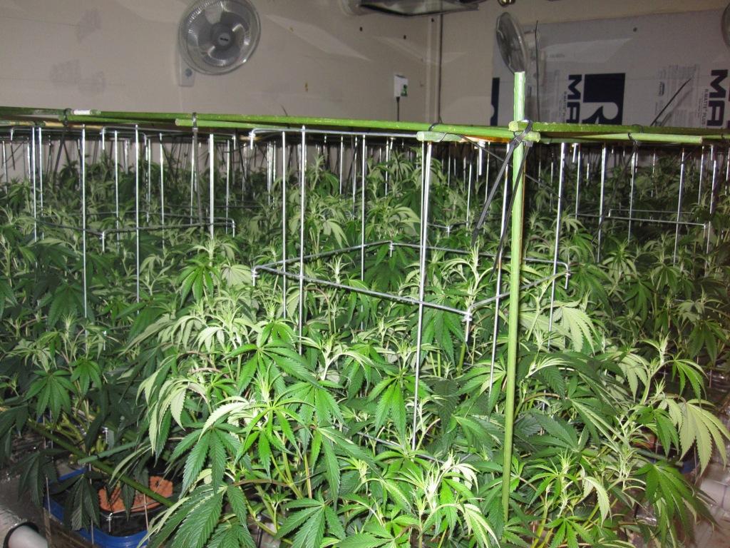 VegFlwr Rooms 268