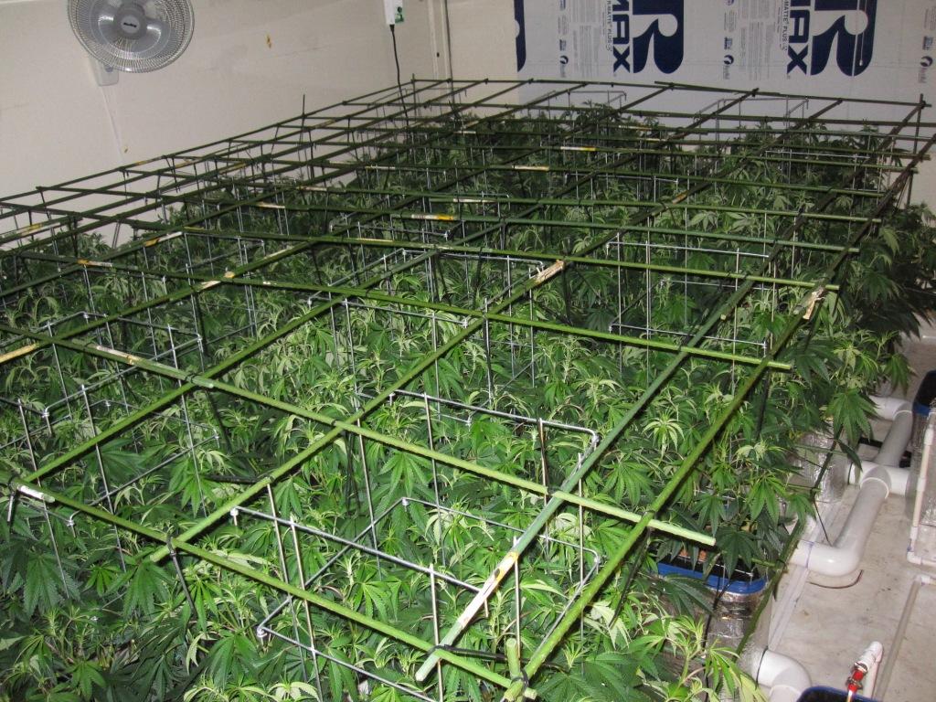 VegFlwr Rooms 269
