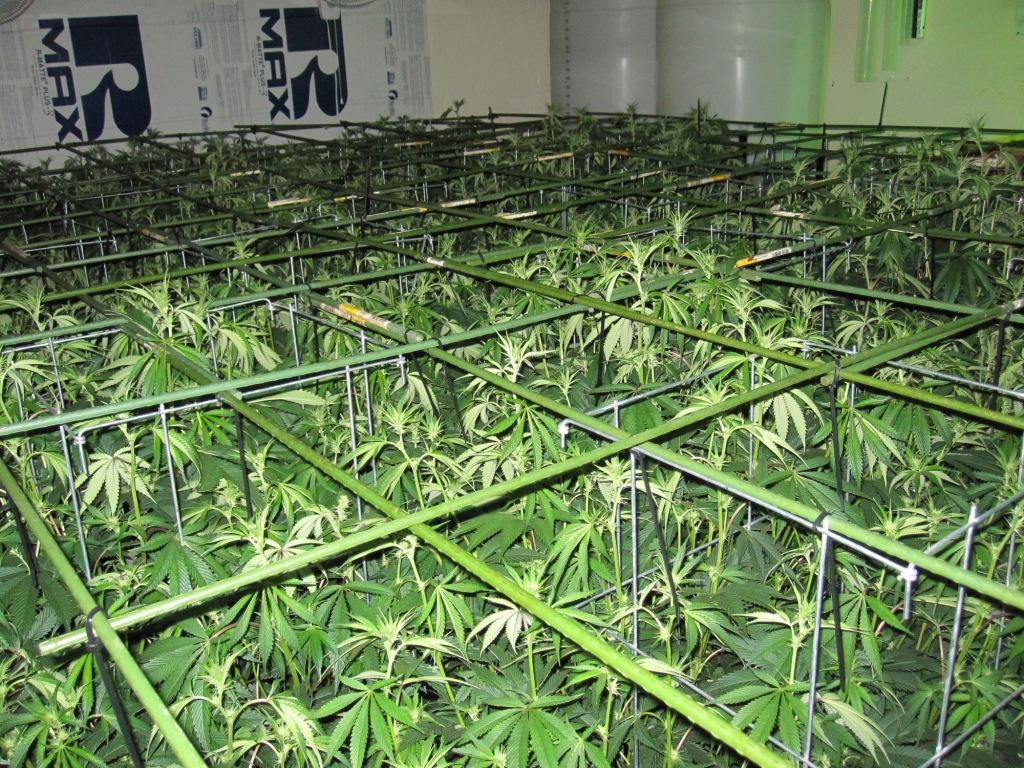 VegFlwr Rooms 274