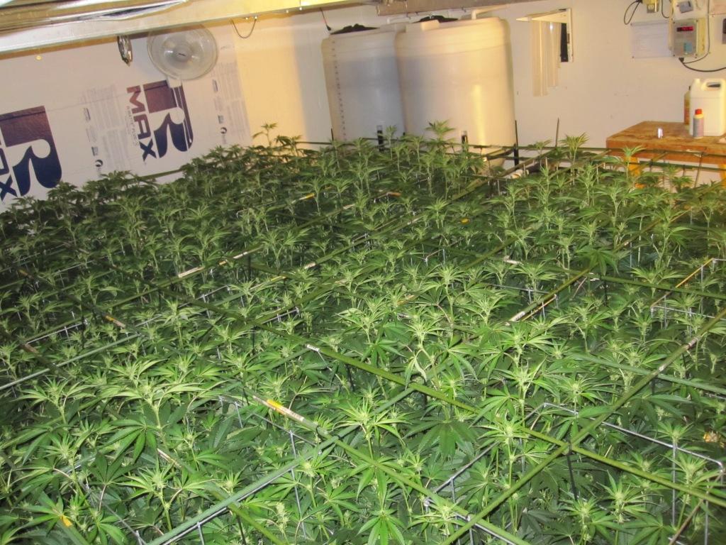VegFlwr Rooms 296