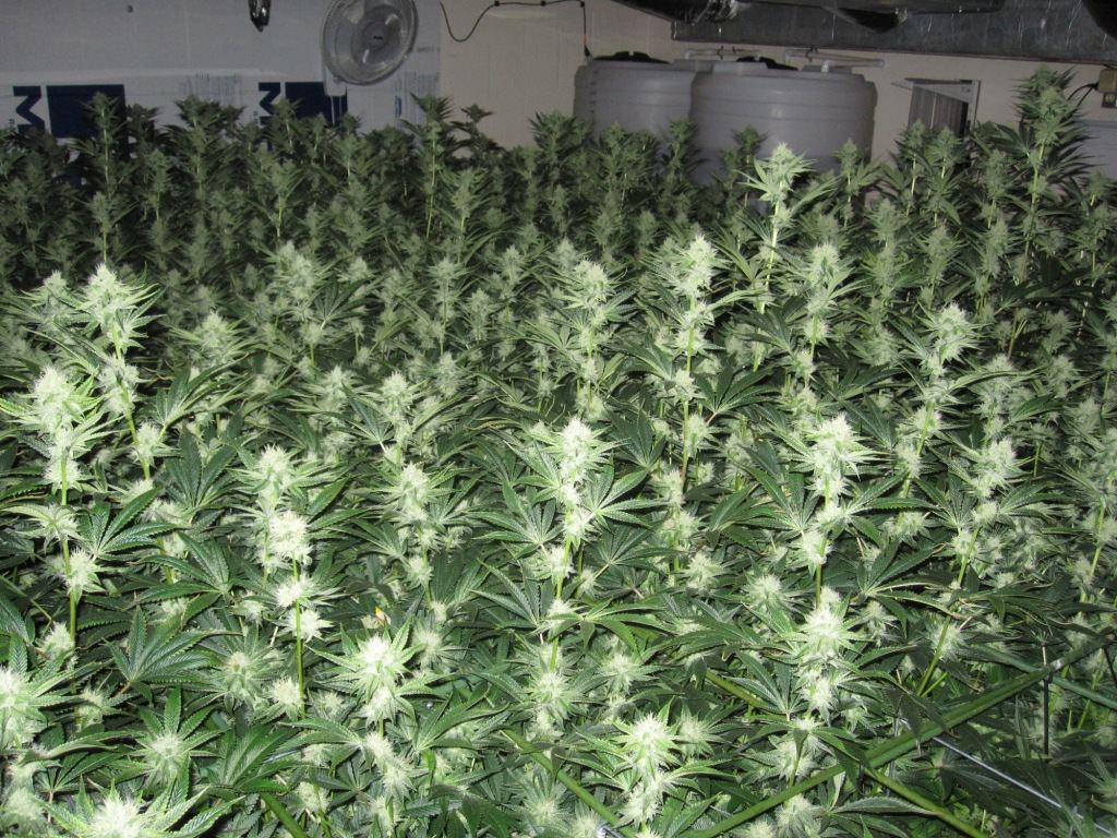 VegFlwr Rooms 409