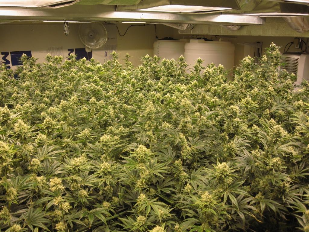 VegFlwr Rooms 465