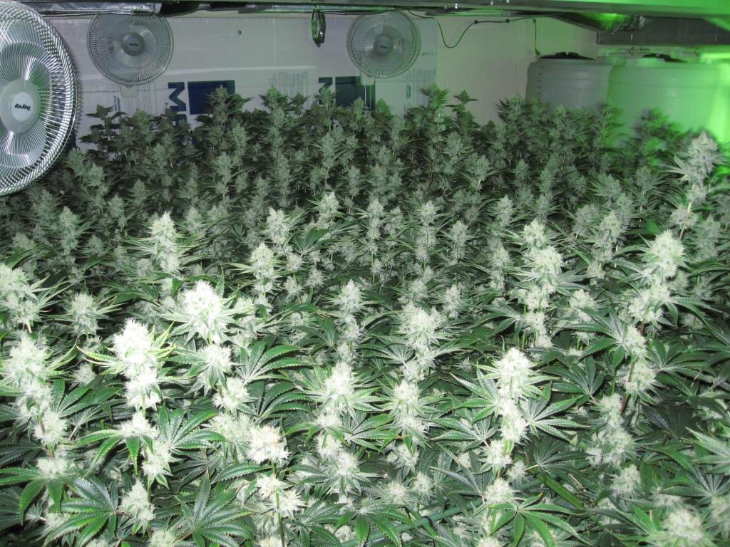 VegFlwr Rooms 515