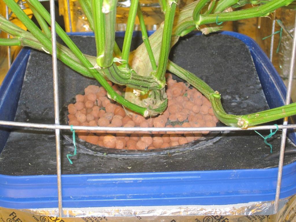 VegFlwr Rooms 527