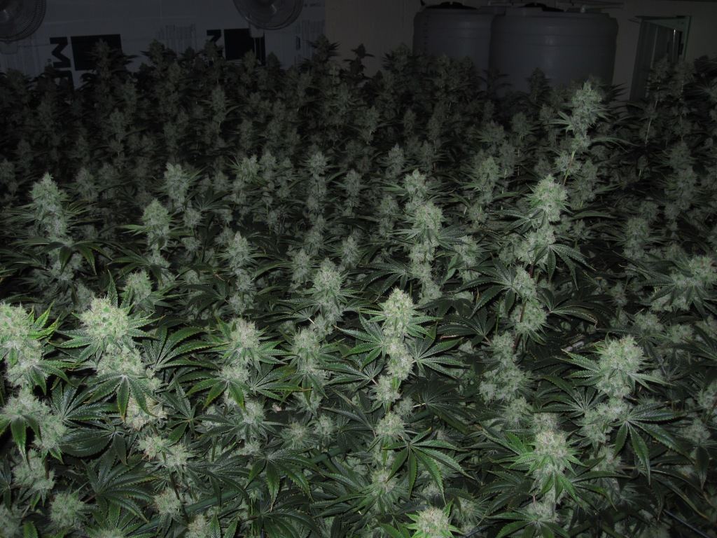 VegFlwr Rooms 575