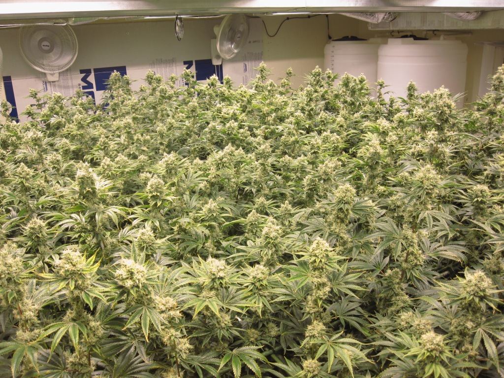 VegFlwr Rooms 585