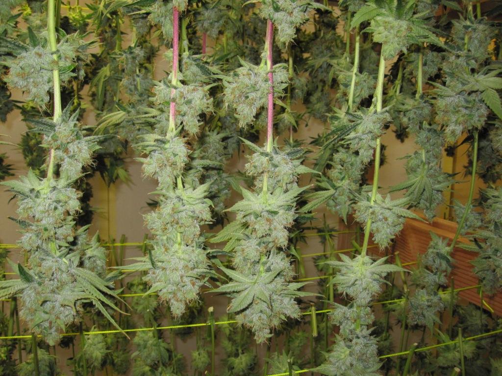 VegFlwr Rooms 617