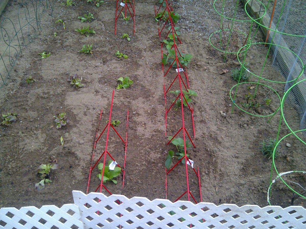 Veg garden