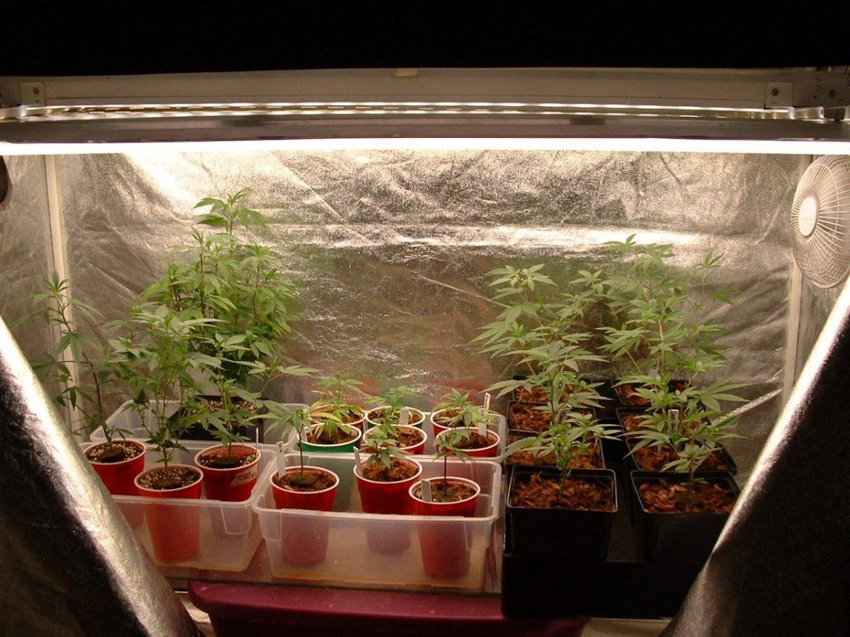 Veg