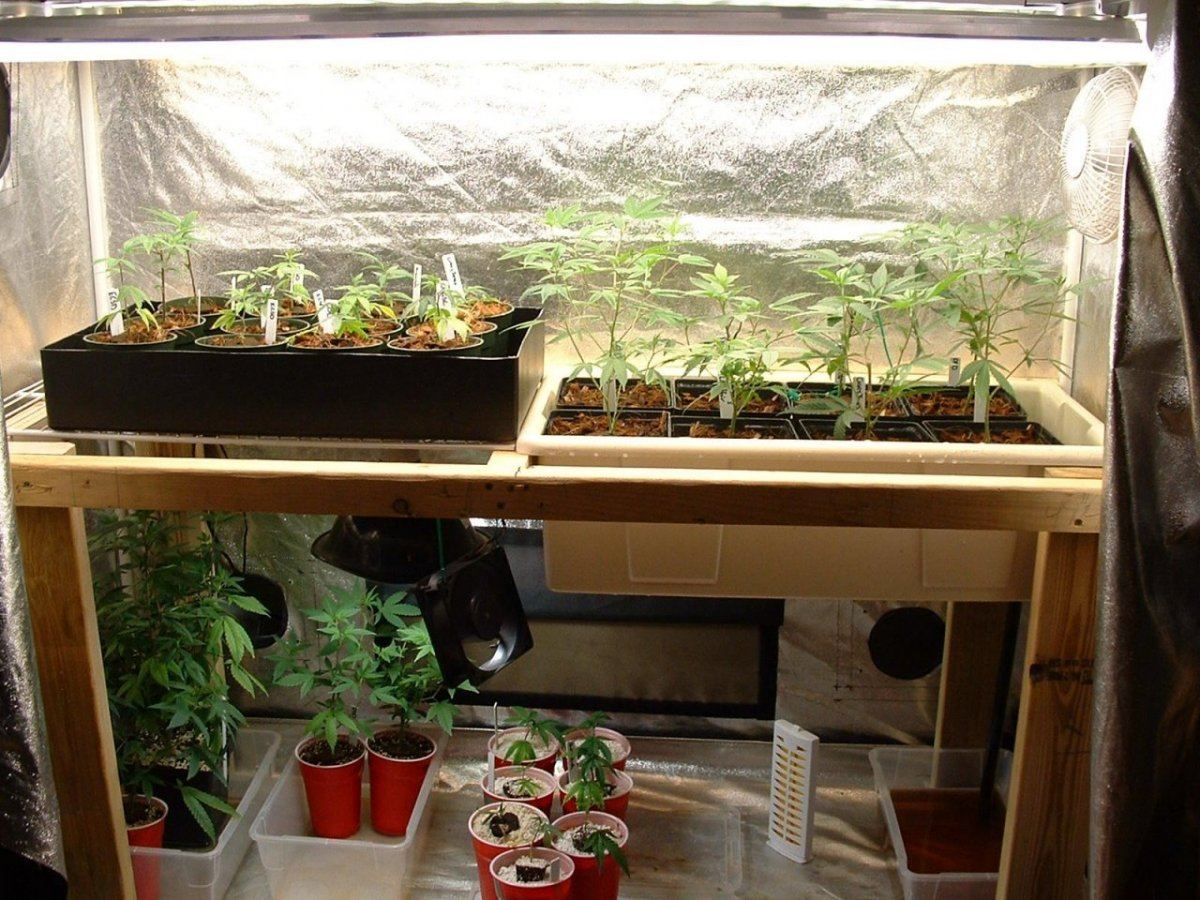 Veg