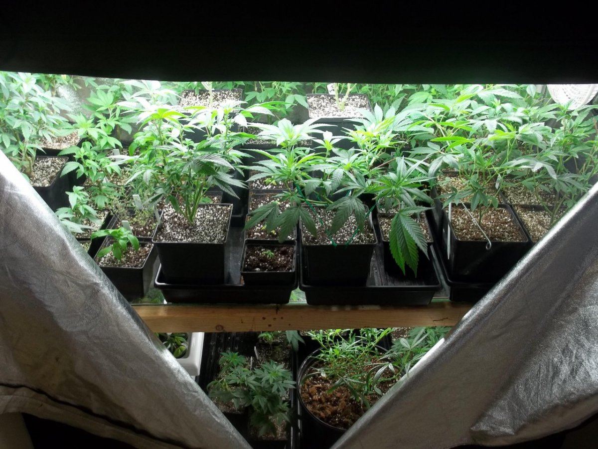 Veg