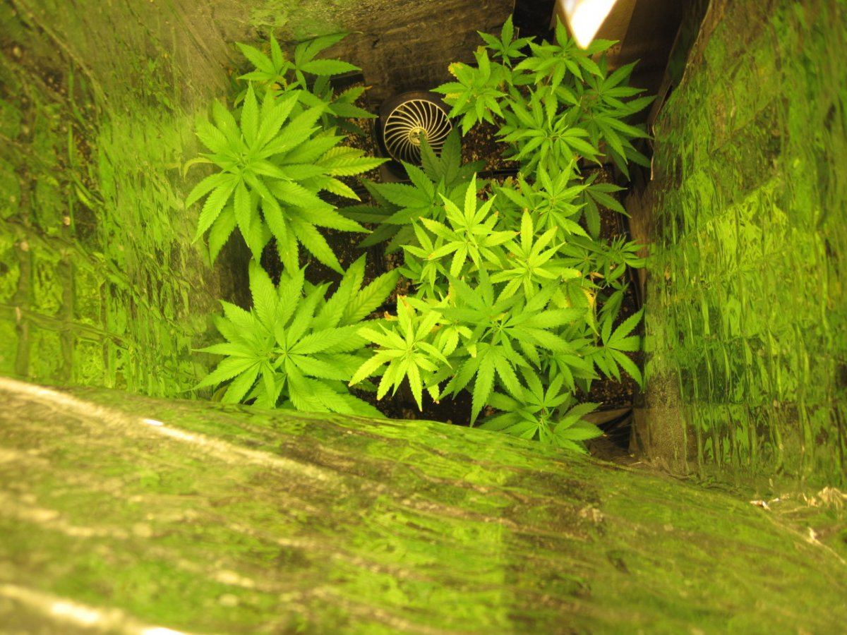 Veg