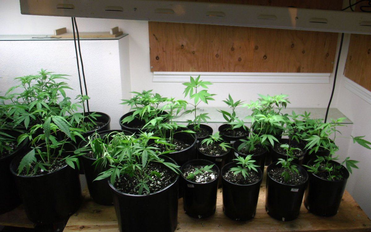 VEG