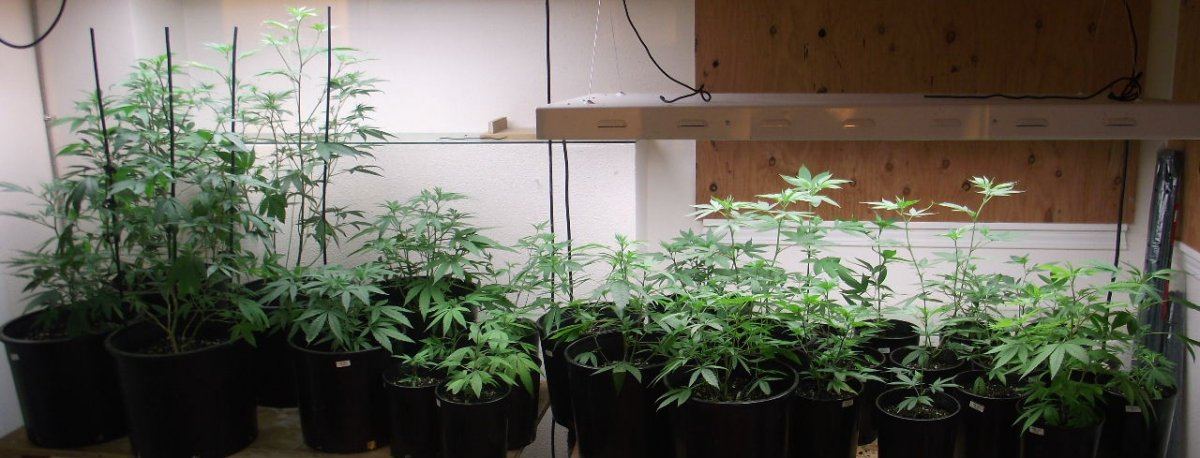 VEG