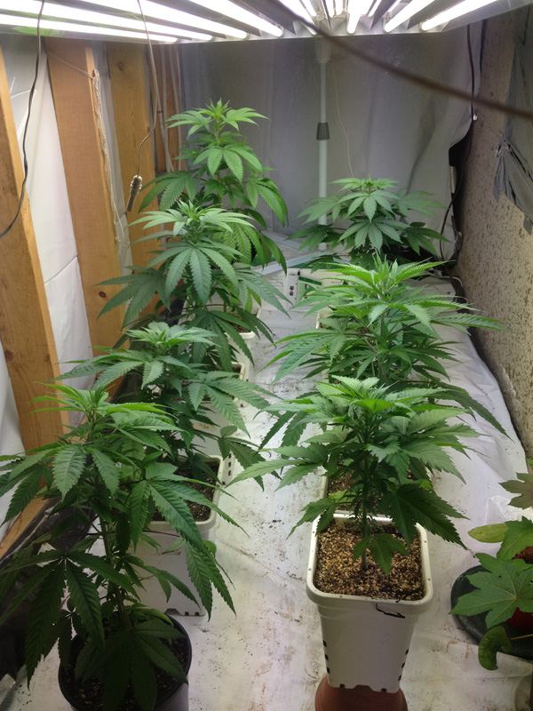 Veg