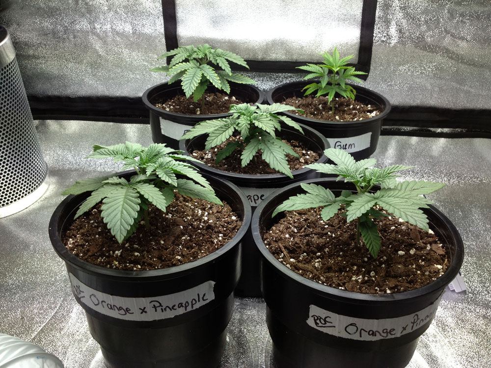 Veg