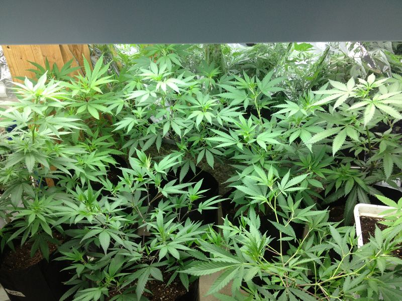 Veg