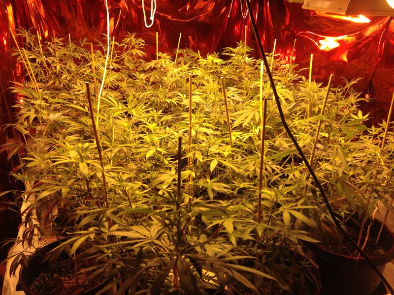 Veg