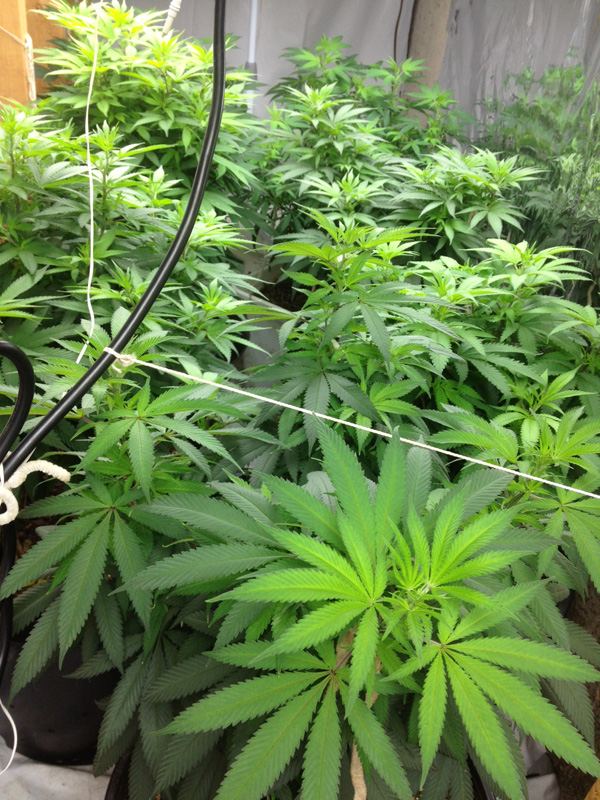 Veg