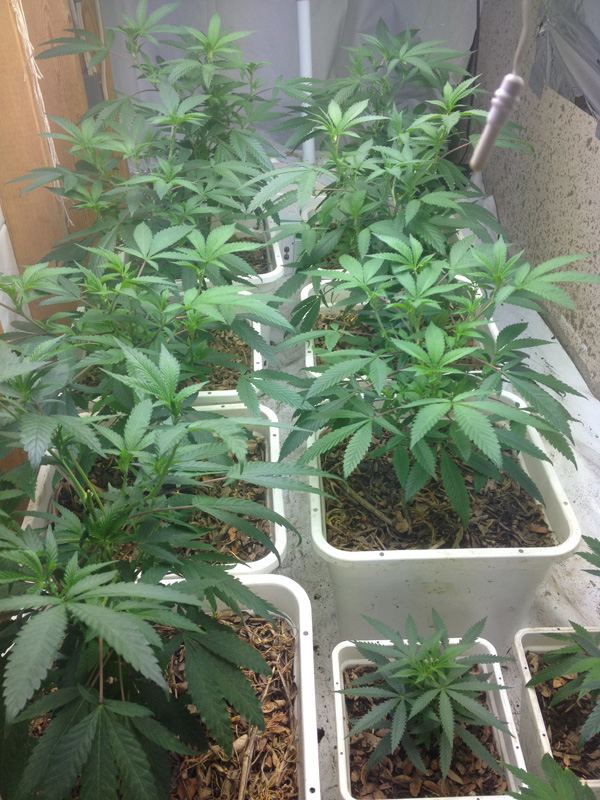 Veg