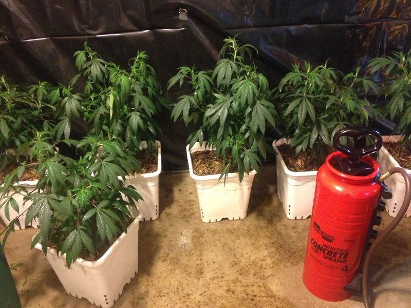 Veg