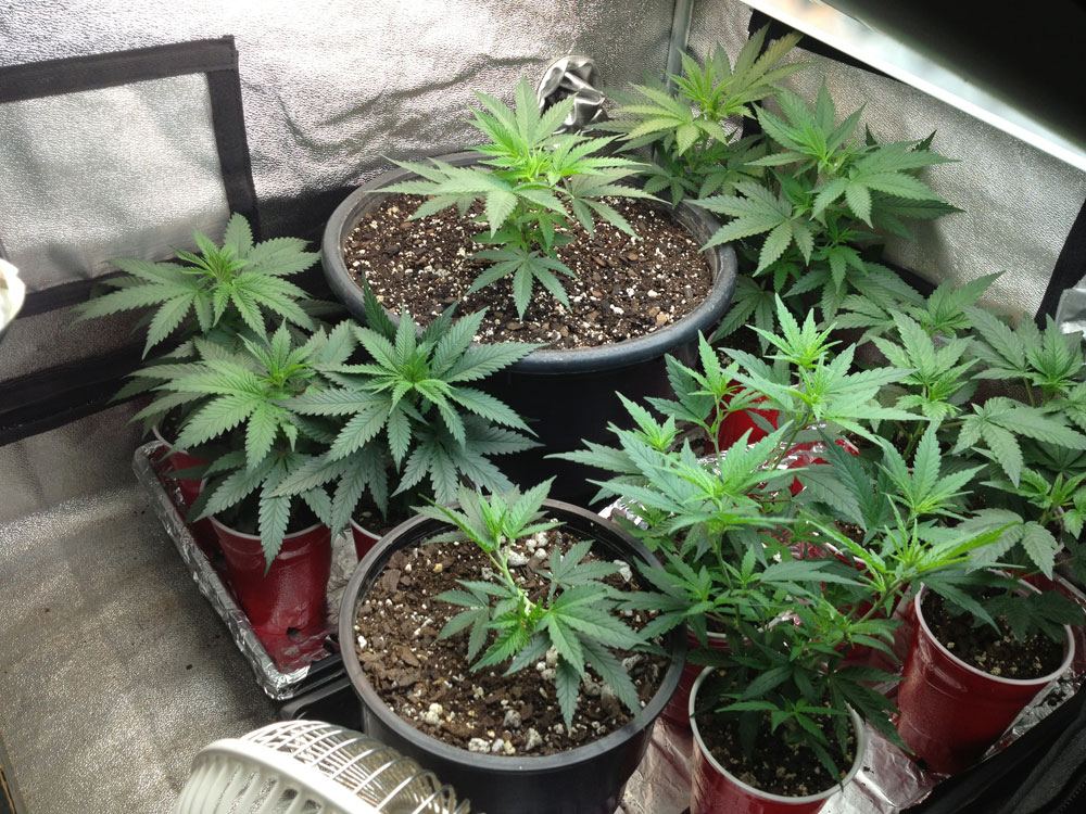 Veg