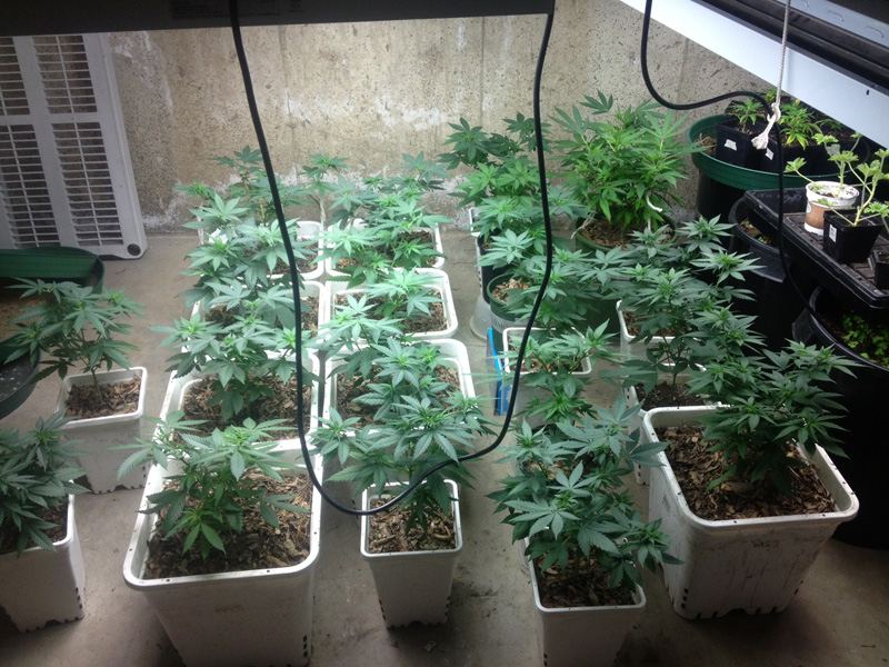 Veg