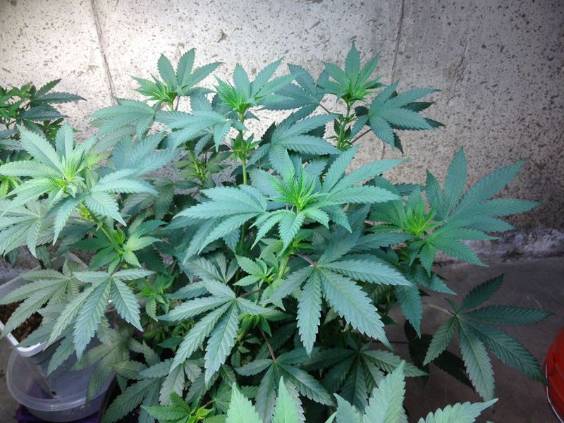 Veg