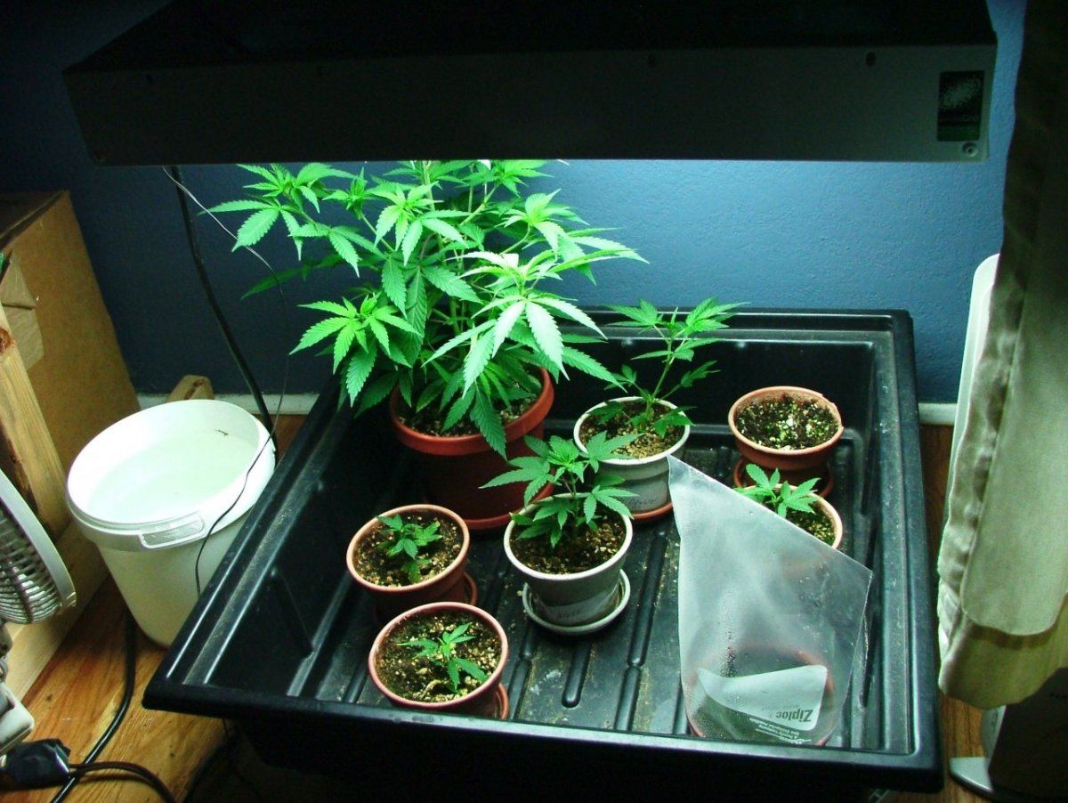 Veg