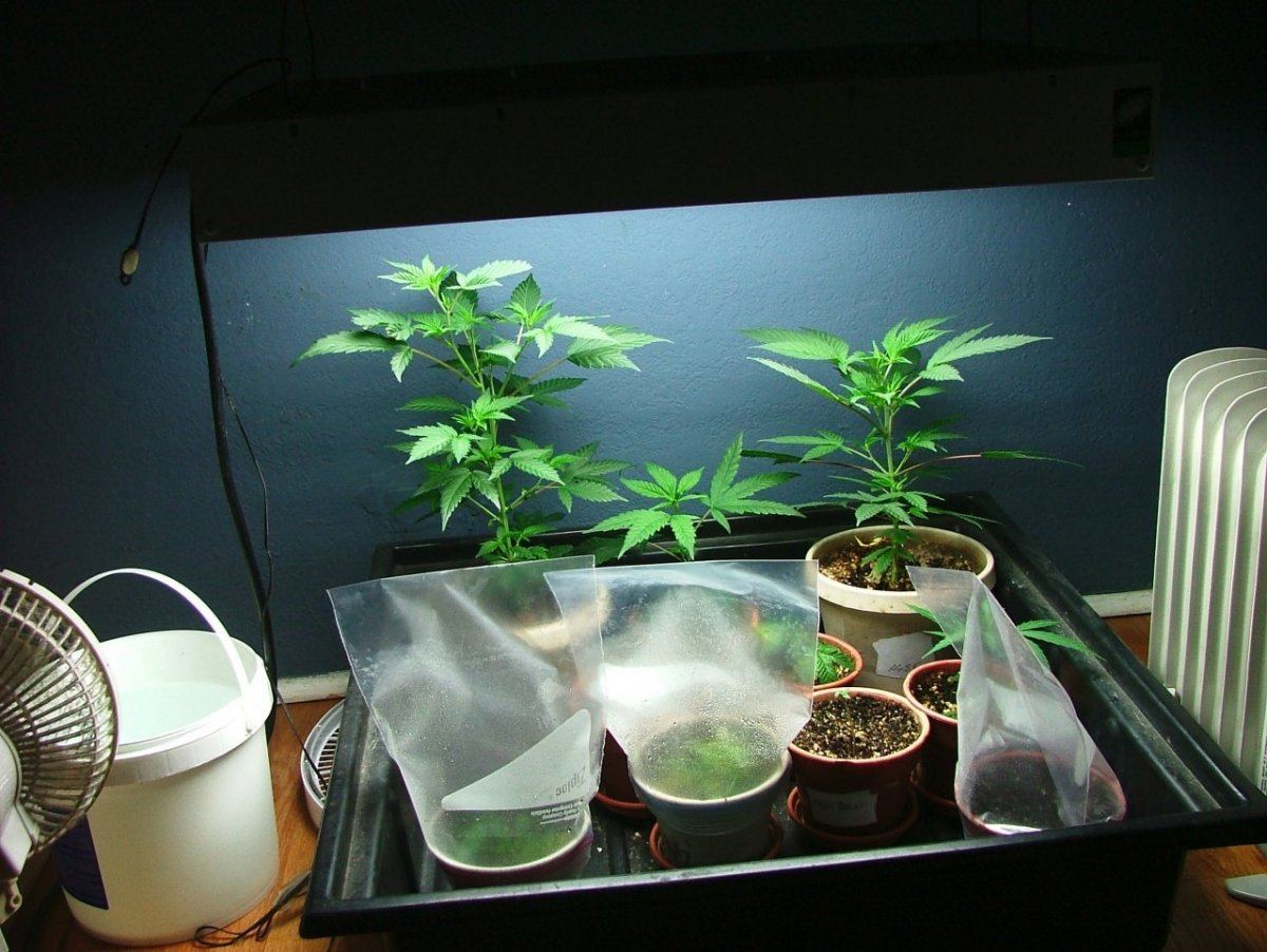 Veg